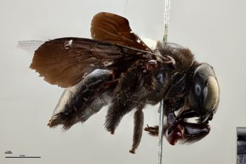 Media type: image;   Entomology 810663 Aspect: habitus lateral view